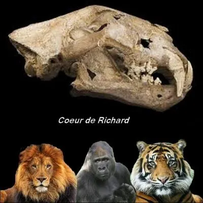 À qui appartient ce crâne ?