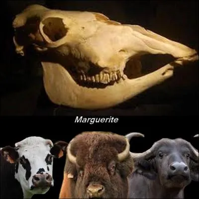 À qui appartient ce crâne ?