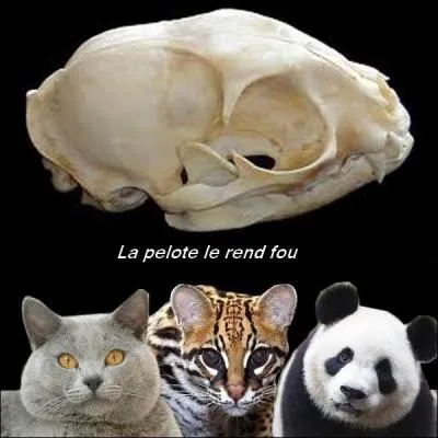 À qui appartient ce crâne ?