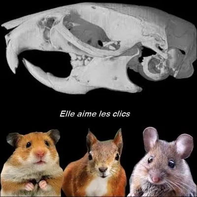 À qui appartient ce crâne ?