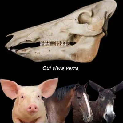 À qui appartient ce crâne ?