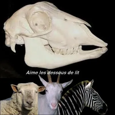 À qui appartient ce crâne ?