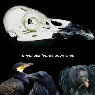 À qui appartient ce crâne ?