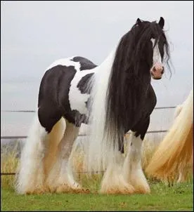 Quelle est cette race ?