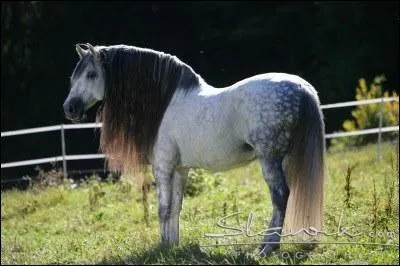 Quelle est cette race ?