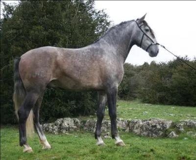 Quelle est cette race ?