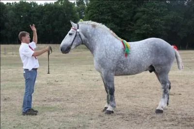 Quelle est cette race ?