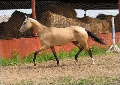 Quelle est cette race ?