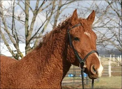 Quelle est cette race ?