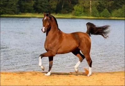 Quelle est cette race ?