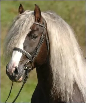 Quelle est cette race ?