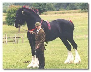 Quelle est cette race ?