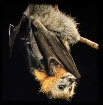 Comment appelle-t-on les personnes qui adorent les chauves-souris ?