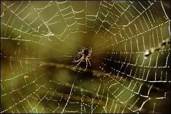 Où ne vivent pas les araignées ?