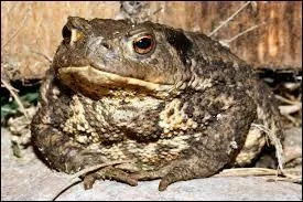 Est-il vrai que les femelles des crapauds sont les grenouilles ?