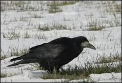 N'oublions pas les corbeaux, qui sont bien sûr de vrais êtres maléfiques.