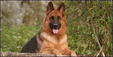 Quelle est la race de chien la plus connue ?