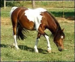 Qu'est-ce qu'une robe simple ?