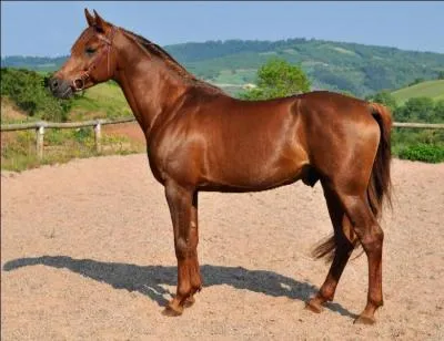 Quelle partie du corps ne trouve-t-on pas sur les membres ?