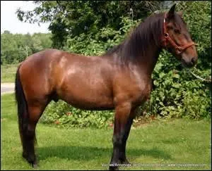 Quelles sont les parties principales du cheval ?