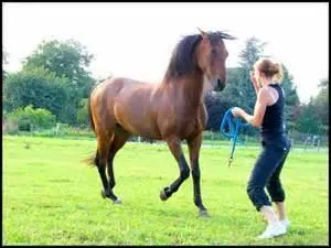 Lorsque tu conduis ton cheval dans le manège, tu dois être :