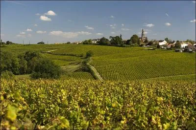 Quel cépage est utilisé pour la production du muscadet ?