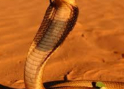 Quiz Attention au cobra