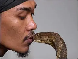 Dans quel pays les morsures de cobras font-elles le plus de victimes ?