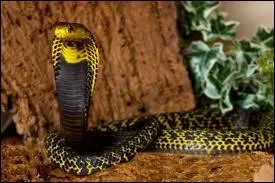 Sur quels continents rencontre-t-on le cobra ?