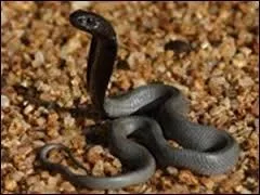 A quelle famille de serpents le cobra appartient-il ?