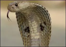 Les cobras ont la particularité de pouvoir gonfler leur cou, faisant apparaître leur célèbre "capuche". A quel moment le font-ils ?