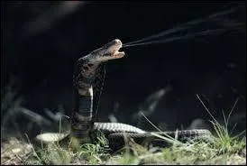 Jusqu'à quelle distance un cobra cracheur peut-il projeter son venin afin d'aveugler son adversaire ?