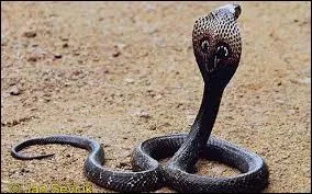 Laquelle de ces espèces de cobras est strictement ophiophage (qui se nourrit d'autres serpents) ?