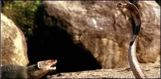 Le cobra peut se vanter d'avoir peu de prédateurs; pourtant un petit animal est bien connu pour tenir tête et même remporter souvent le combat face à ce dangereux serpent. Il s'agit de :