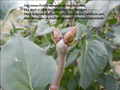 De quel arbuste ces bourgeons sont-ils ?