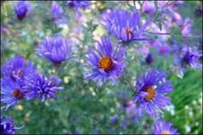 Un beau bouquet de fleurs que l'on dirait peintes.