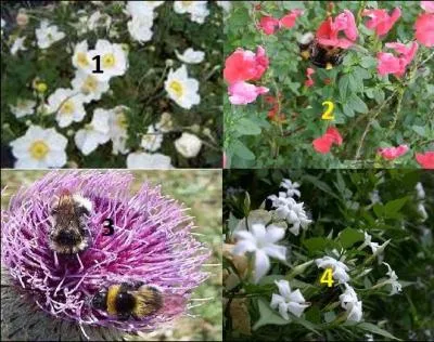 Où se trouve le jasmin ?