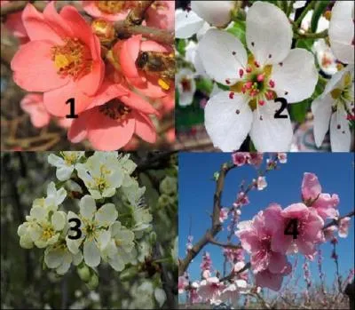 Quelles sont les fleurs de prunier ?