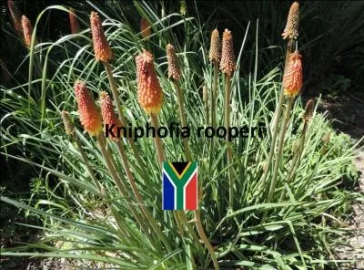 D'où provient cette espèce très élégante et très vigoureuse : le tison du diable ?