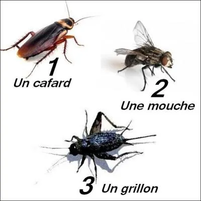 Si je vous dis : "a cockroach", quel est le bon numéro ?