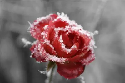 "... de novembre, adieu l'herbe tendre" !