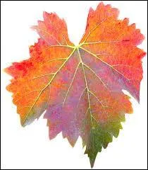 Le vent de novembre arrache... !