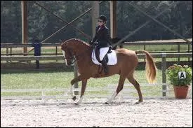 Peut-on diriger un cheval uniquement avec l'assiette ?