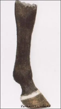 Quel est le nom de cette balzane ?