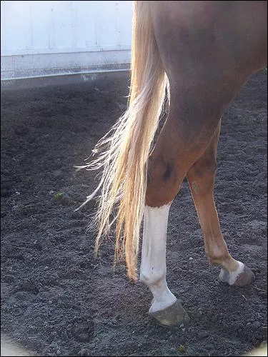 Quel est le nom de cette balzane ?