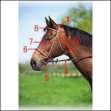 Quelles sont ces parties du filet ?