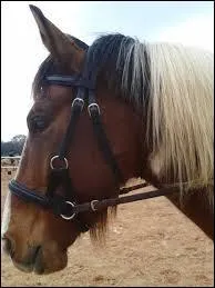 Quelle est l'astuce pour placer le mors ?