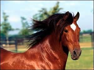 Quiz Galop 2