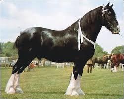 Ce cheval....