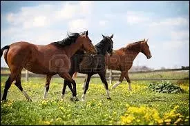 Combien d'hectares faut-il pour trois chevaux ?